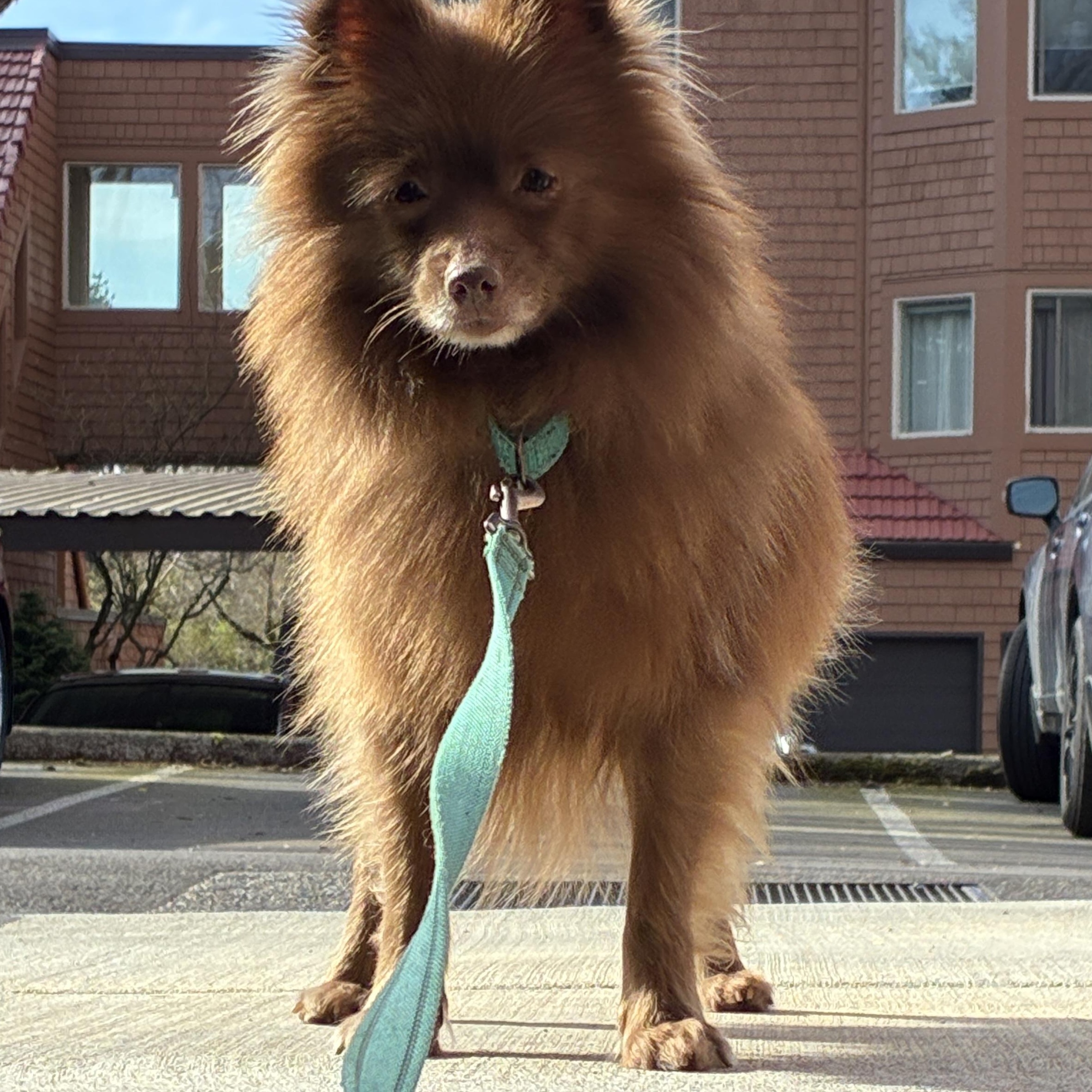 Enlarge Thicket, a Adoptable Pomeranian in Portland, OR image 3/6