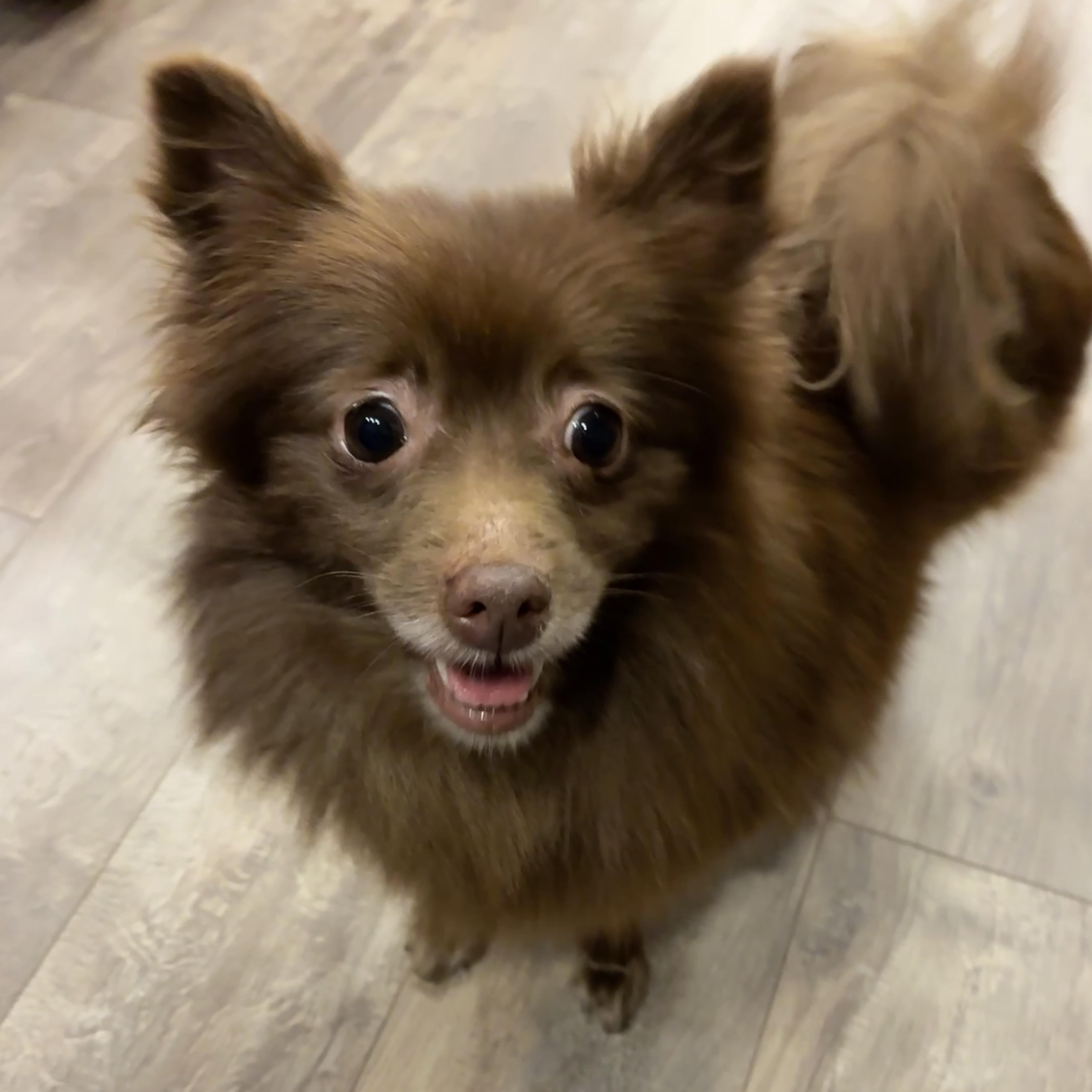 Enlarge Thicket, a Adoptable Pomeranian in Portland, OR image 2/6