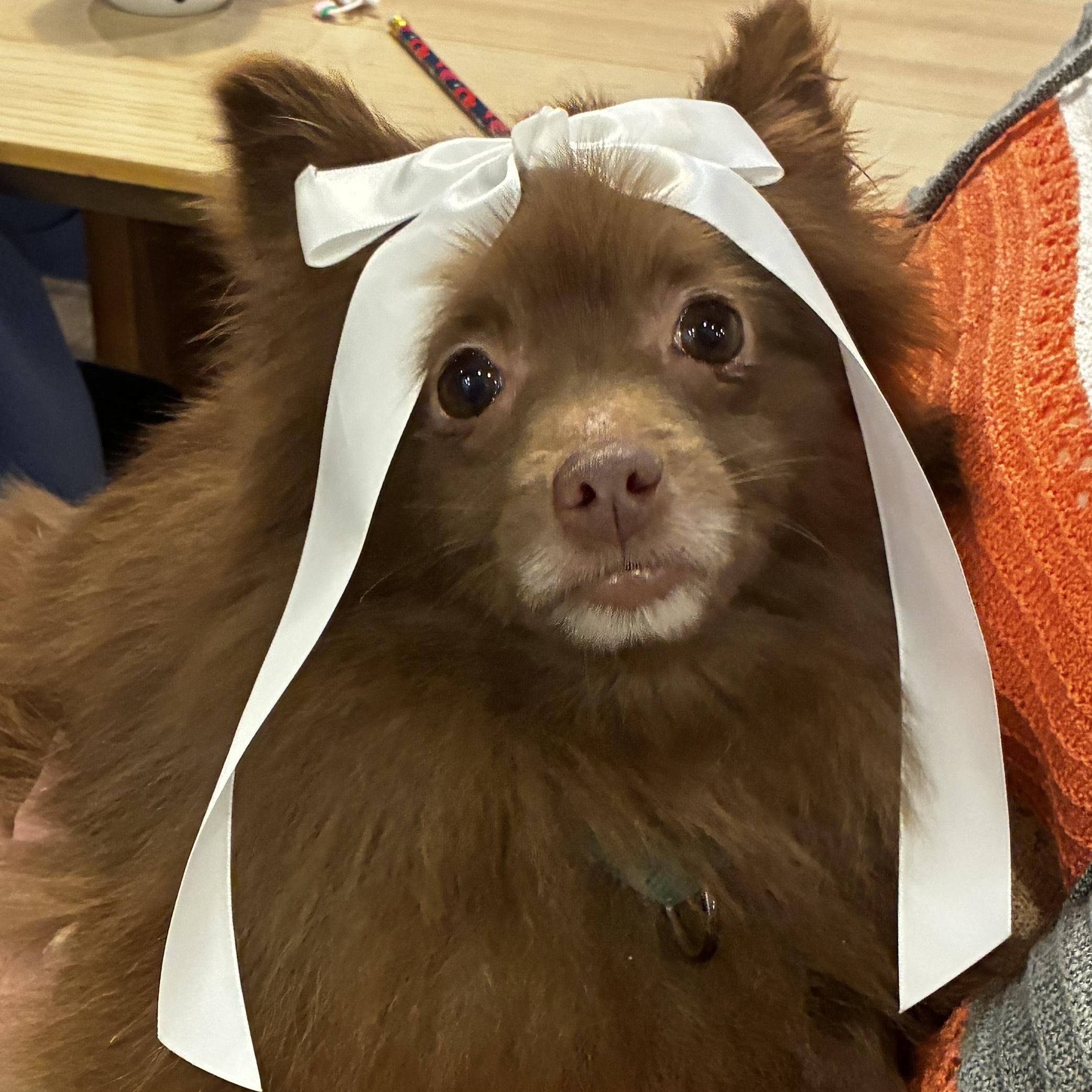 Enlarge Thicket, a Adoptable Pomeranian in Portland, OR image 4/6