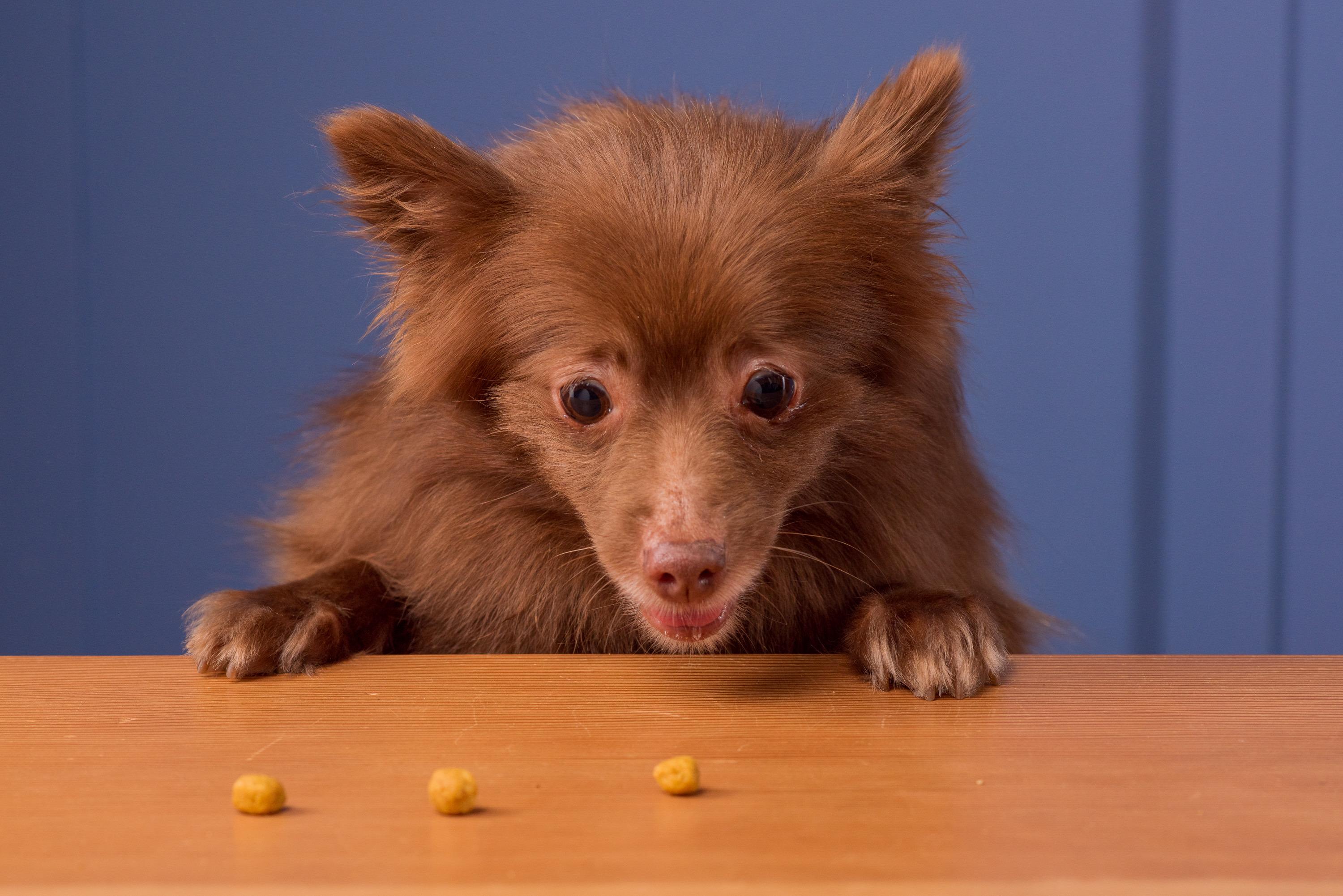 Enlarge Thicket, a Adoptable Pomeranian in Portland, OR image 1/6
