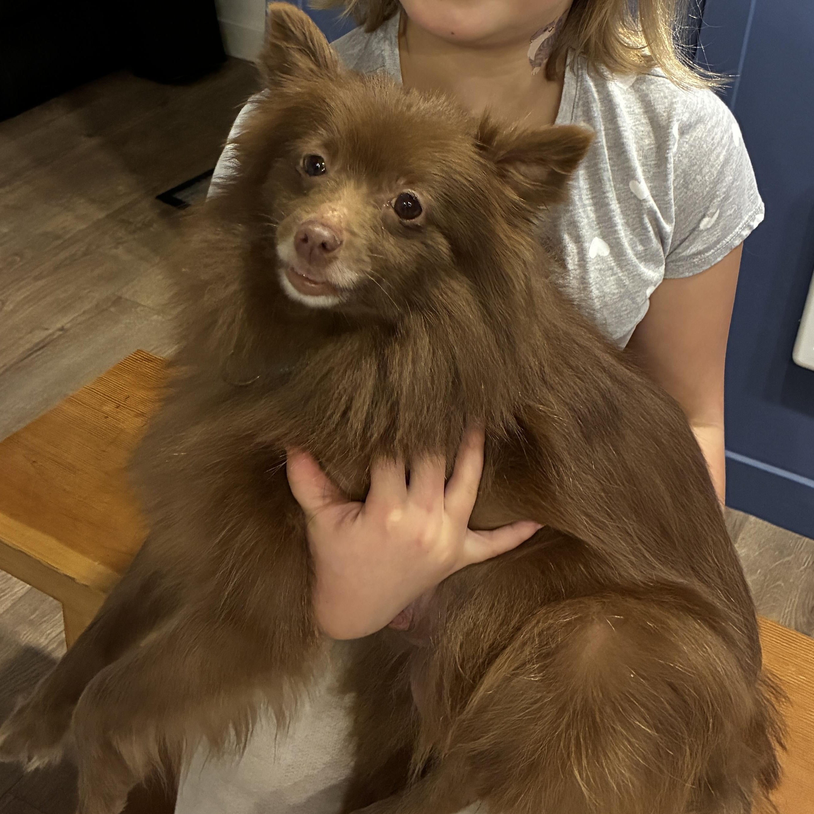 Enlarge Thicket, a Adoptable Pomeranian in Portland, OR image 5/6