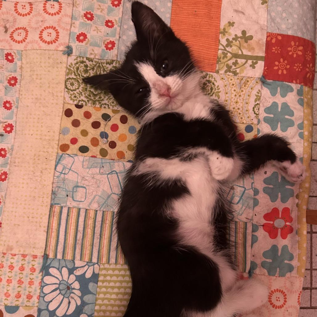 26-131 Puck, a Adoptable Domestic Short Hair in North Branford, CT image 1/4