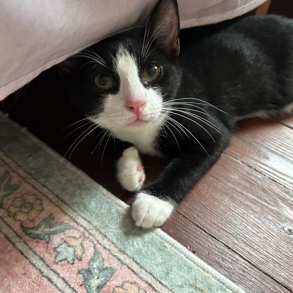 26-131 Puck, a Adoptable Domestic Short Hair in North Branford, CT image 2/6
