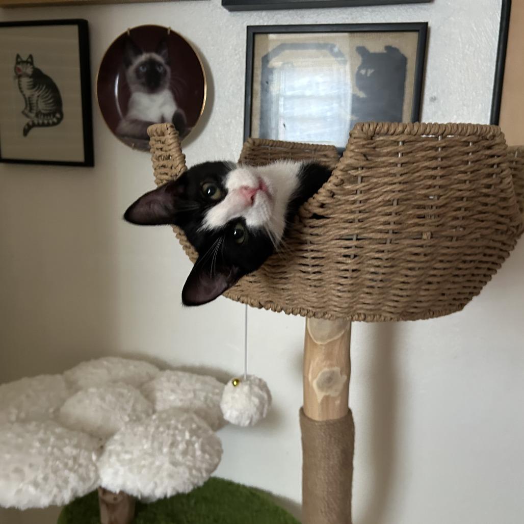 26-131 Puck, a Adoptable Domestic Short Hair in North Branford, CT image 3/6