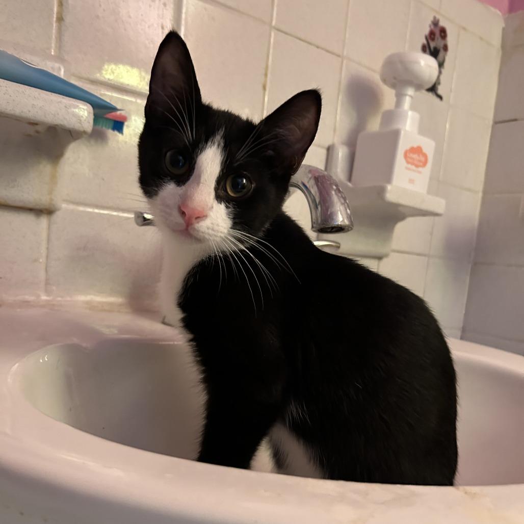 26-131 Puck, a Adoptable Domestic Short Hair in North Branford, CT image 3/6