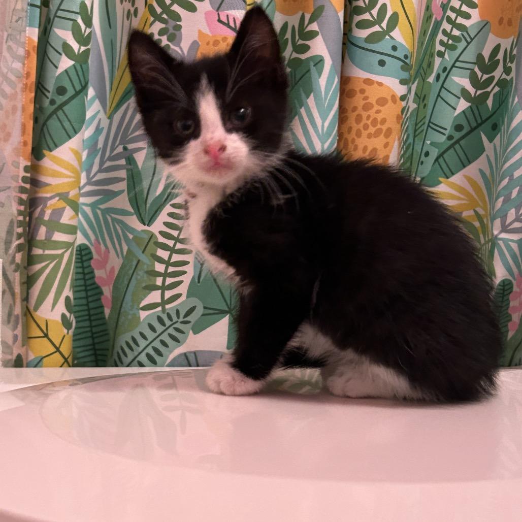 26-131 Puck, a Adoptable Domestic Short Hair in North Branford, CT image 2/4