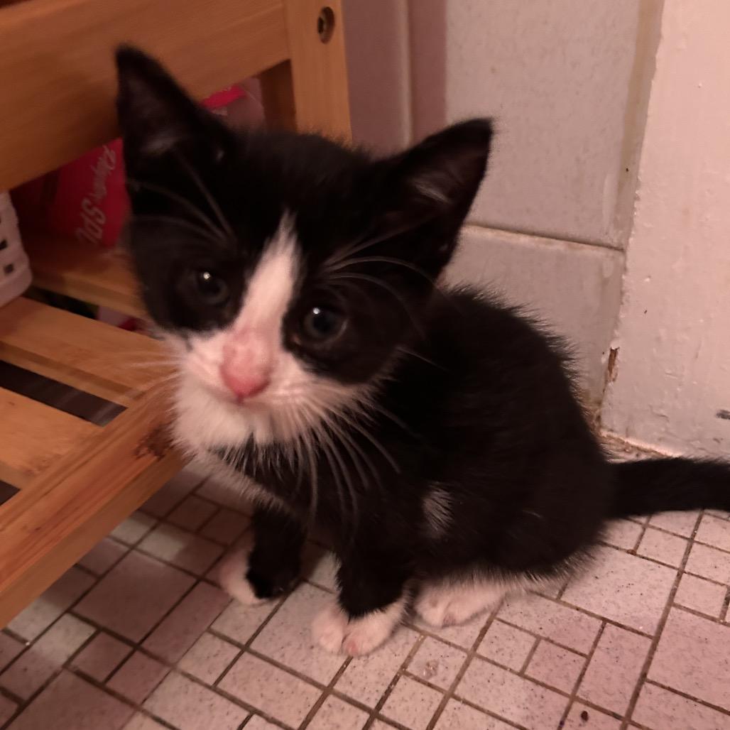 26-131 Puck, a Adoptable Domestic Short Hair in North Branford, CT image 4/4