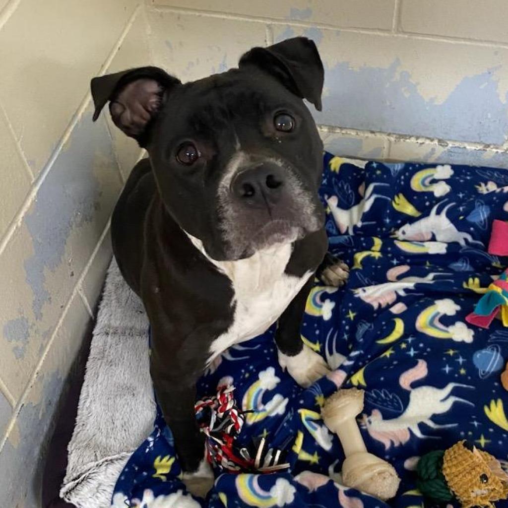 Ebony — thumbnail 3