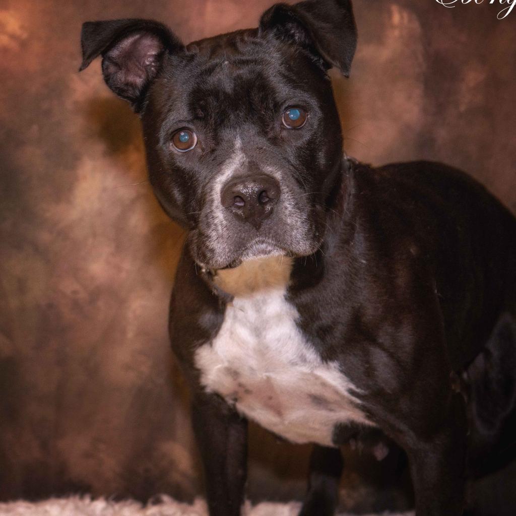 Ebony — thumbnail 4