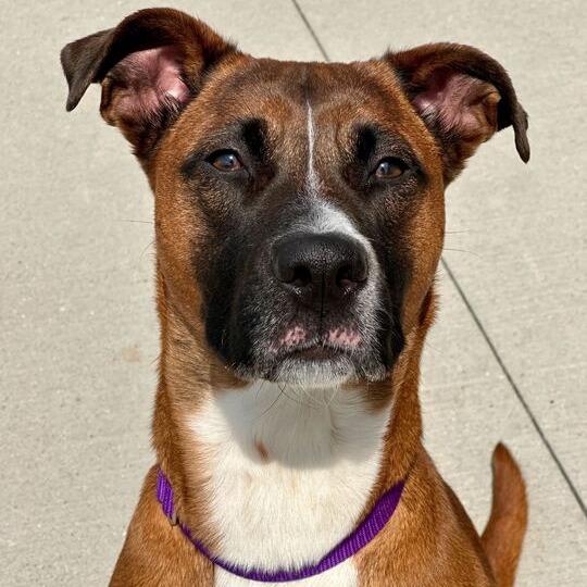 Enlarge Nena, a Adoptable Mixed Breed in Matteson, IL image 2/4