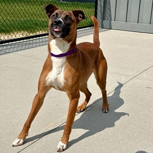 Enlarge Nena, a Adoptable Mixed Breed in Matteson, IL image 3/4