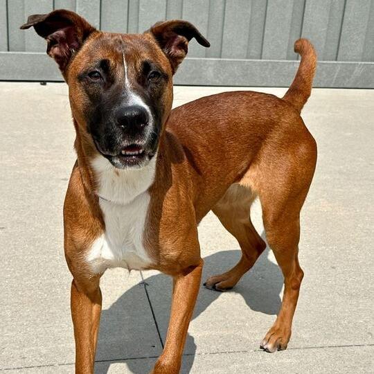Enlarge Nena, a Adoptable Mixed Breed in Matteson, IL image 4/4