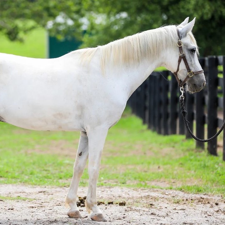 Grey Goose, a Adoptable Paso Fino in Nicholasville, KY image 1/4