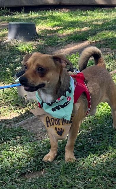Enlarge Frijol, a Adoptable mixed breed in Calgary, AB image 1/4