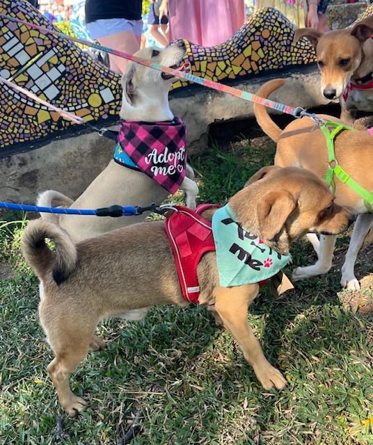 Enlarge Frijol, a Adoptable mixed breed in Calgary, AB image 4/4