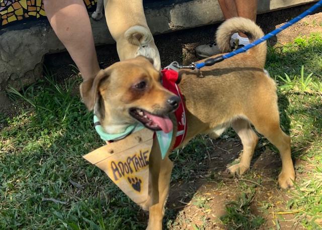 Enlarge Frijol, a Adoptable mixed breed in Calgary, AB image 3/4