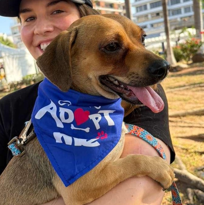 Enlarge Frijol, a Adoptable mixed breed in Calgary, AB image 2/4