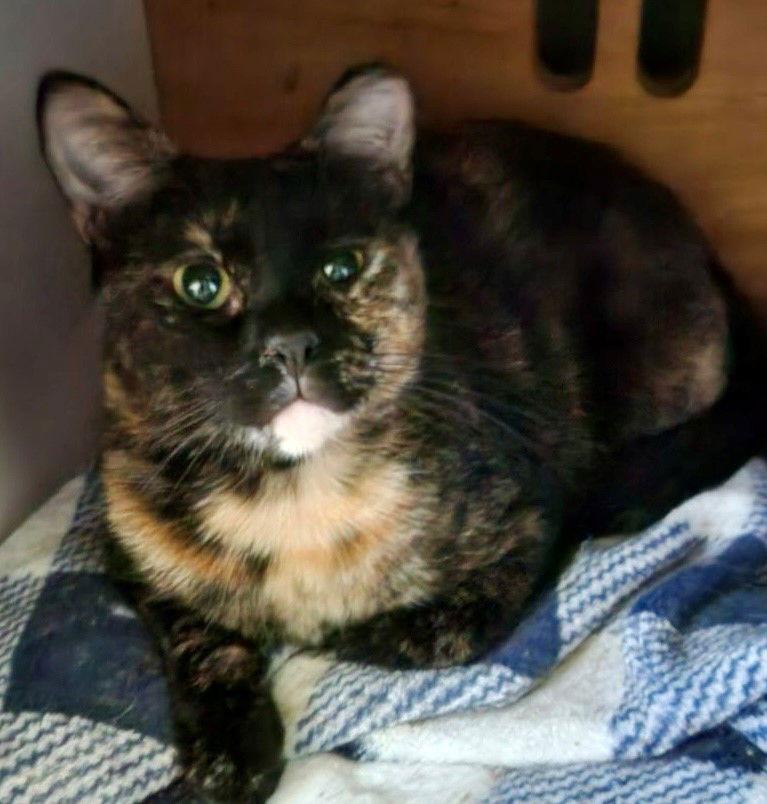 Enlarge SIRENIA, a Adoptable Tortoiseshell in Oakland Park, FL image 1/1