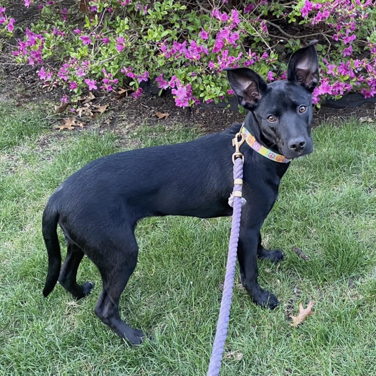 WINNIE, a Adoptable mixed breed in Cranston, RI image 5/5