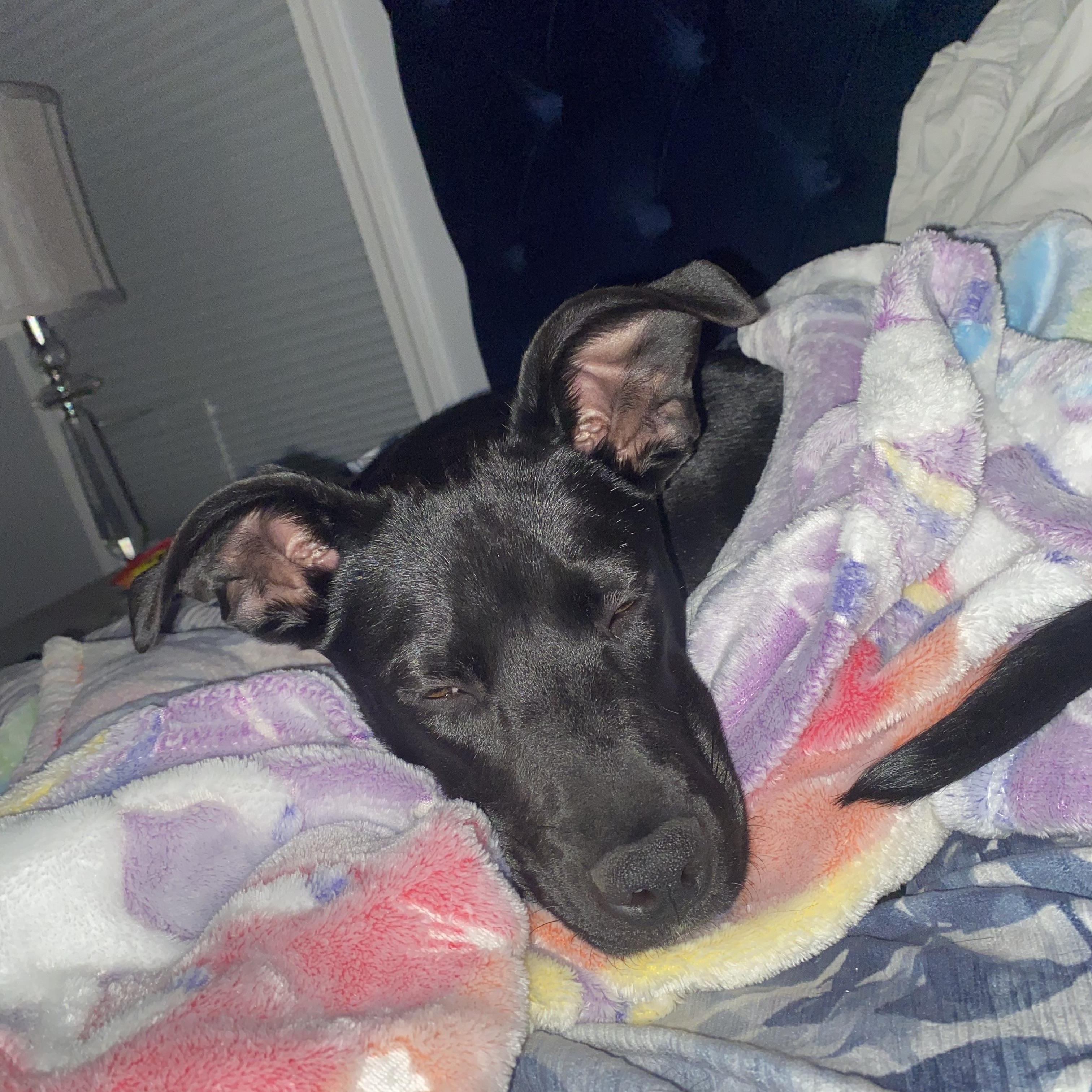 WINNIE, a Adoptable mixed breed in Cranston, RI image 4/5