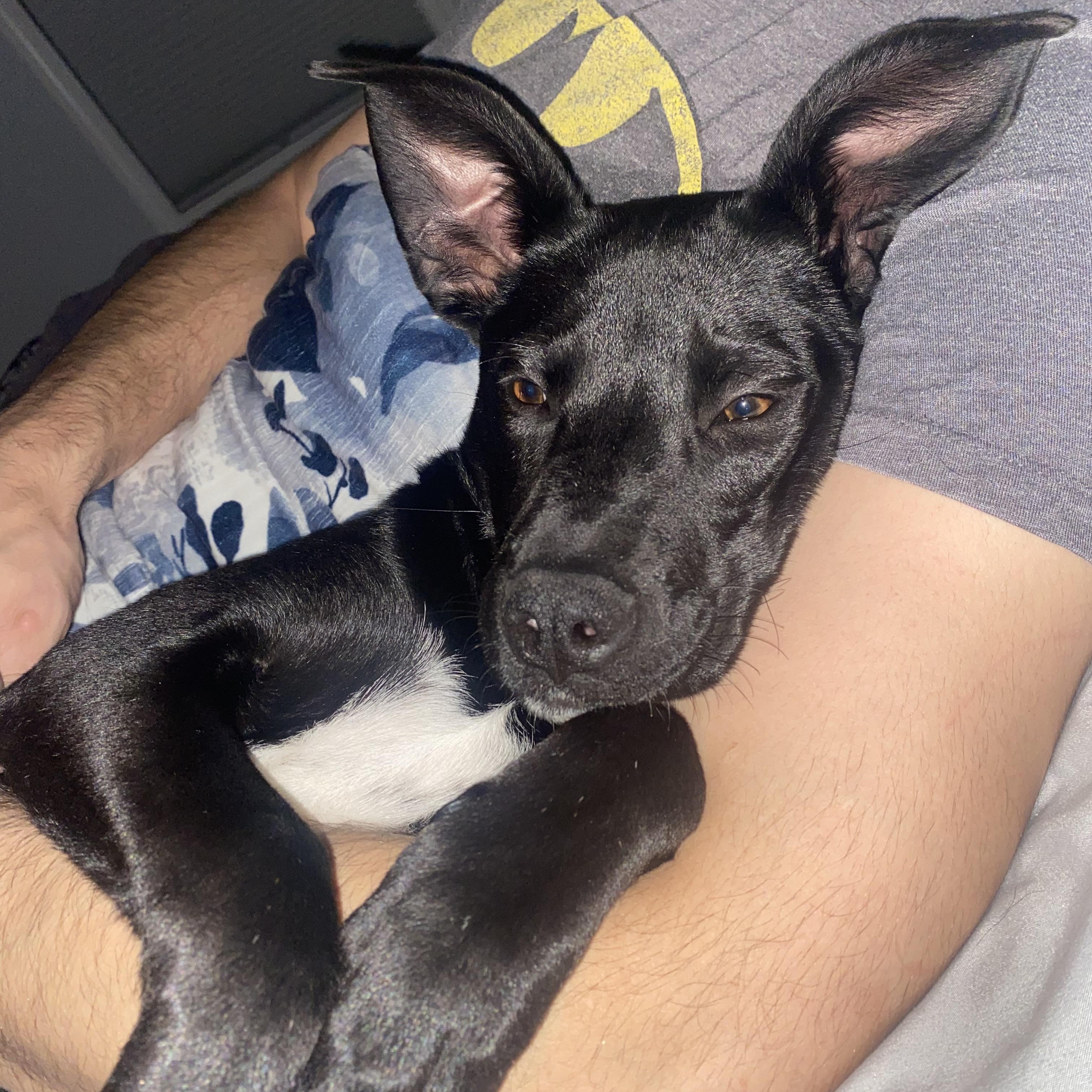 WINNIE, a Adoptable mixed breed in Cranston, RI image 1/5