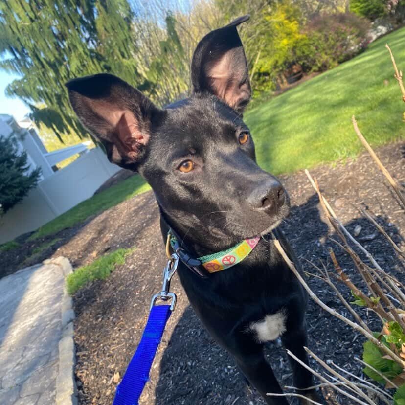 WINNIE, a Adoptable mixed breed in Cranston, RI image 3/5