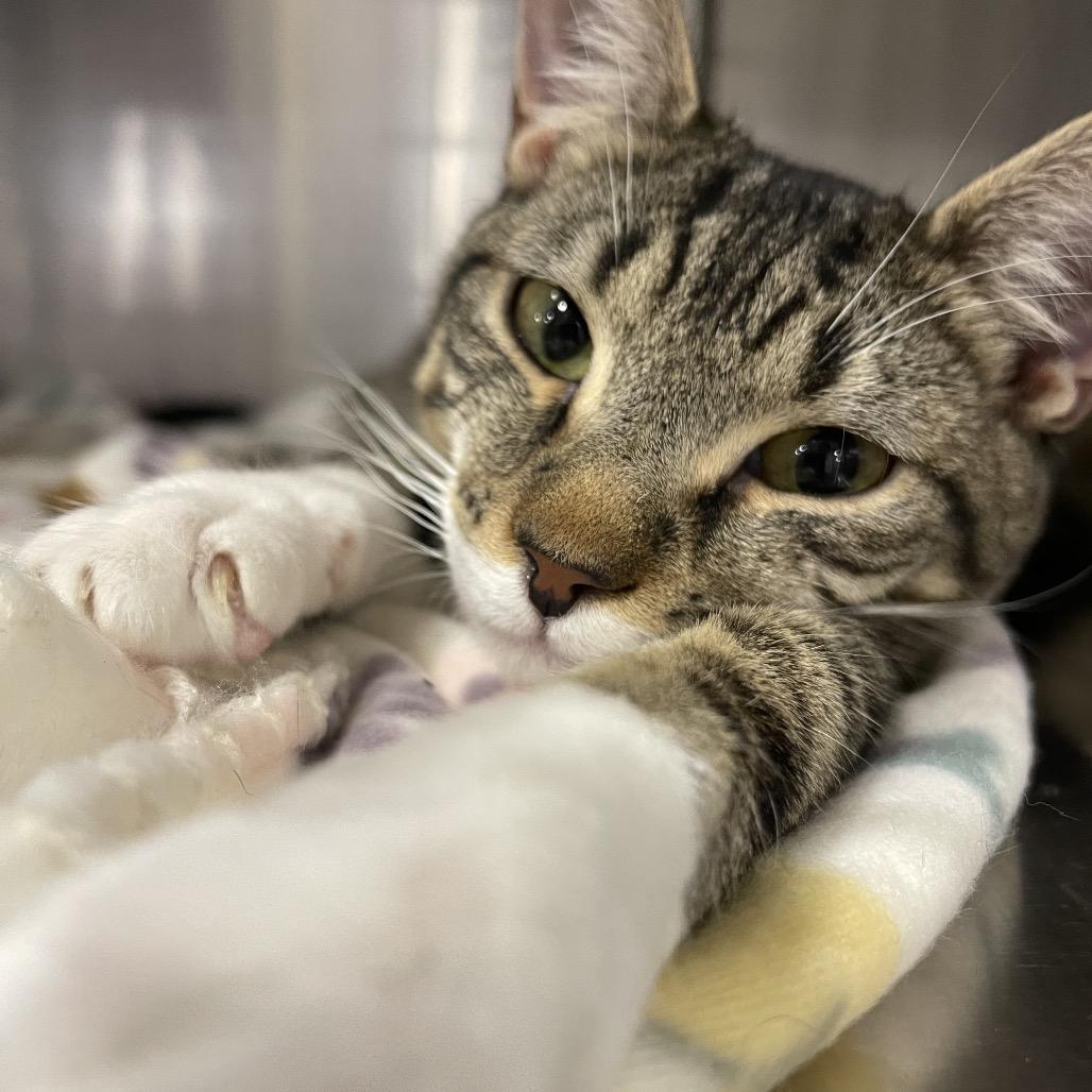 Hang Ten, Adoptable, Young Male Domestic Short Hair.