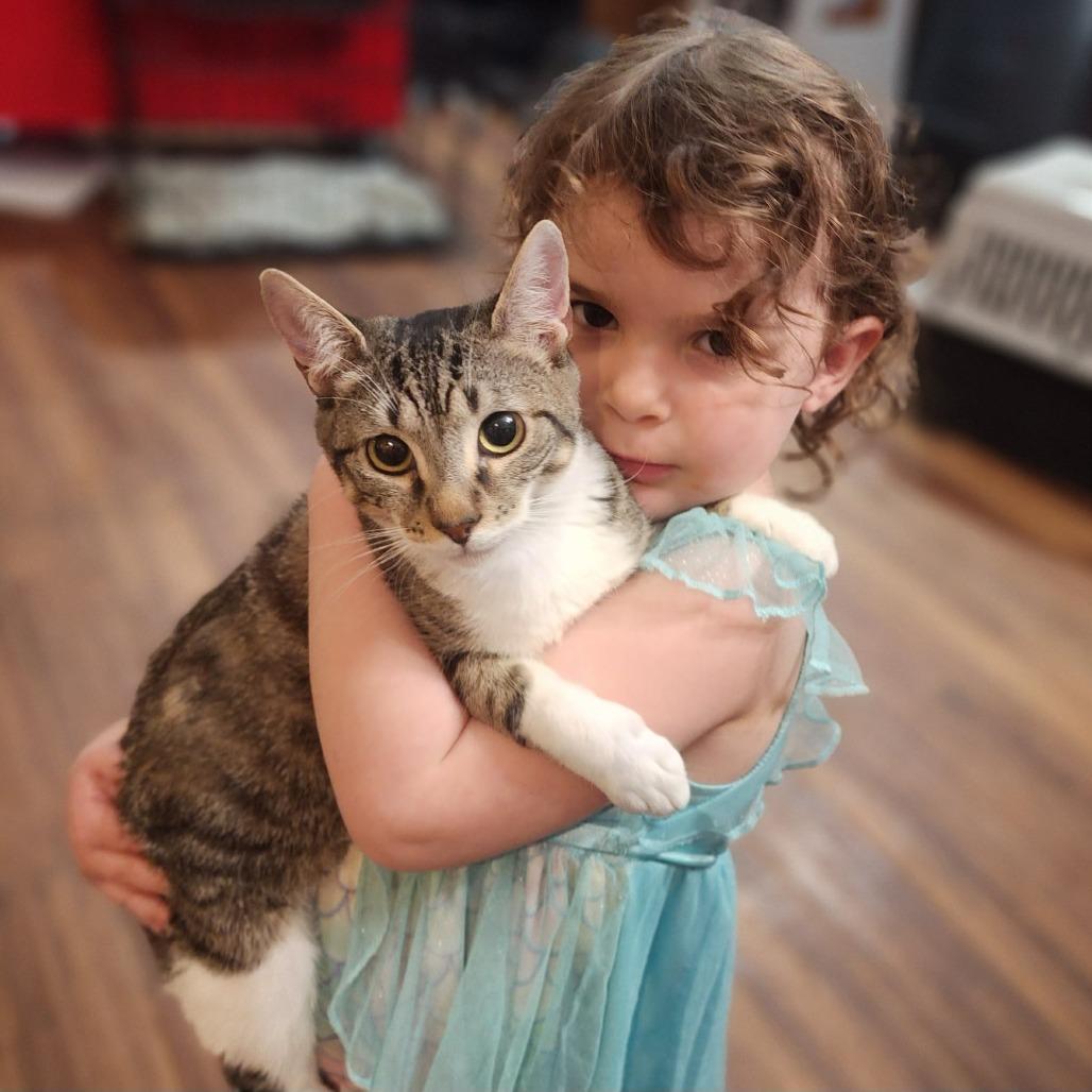 Enlarge Hang Ten, a Adoptable Domestic Short Hair in Fredericksburg, VA image 2/5