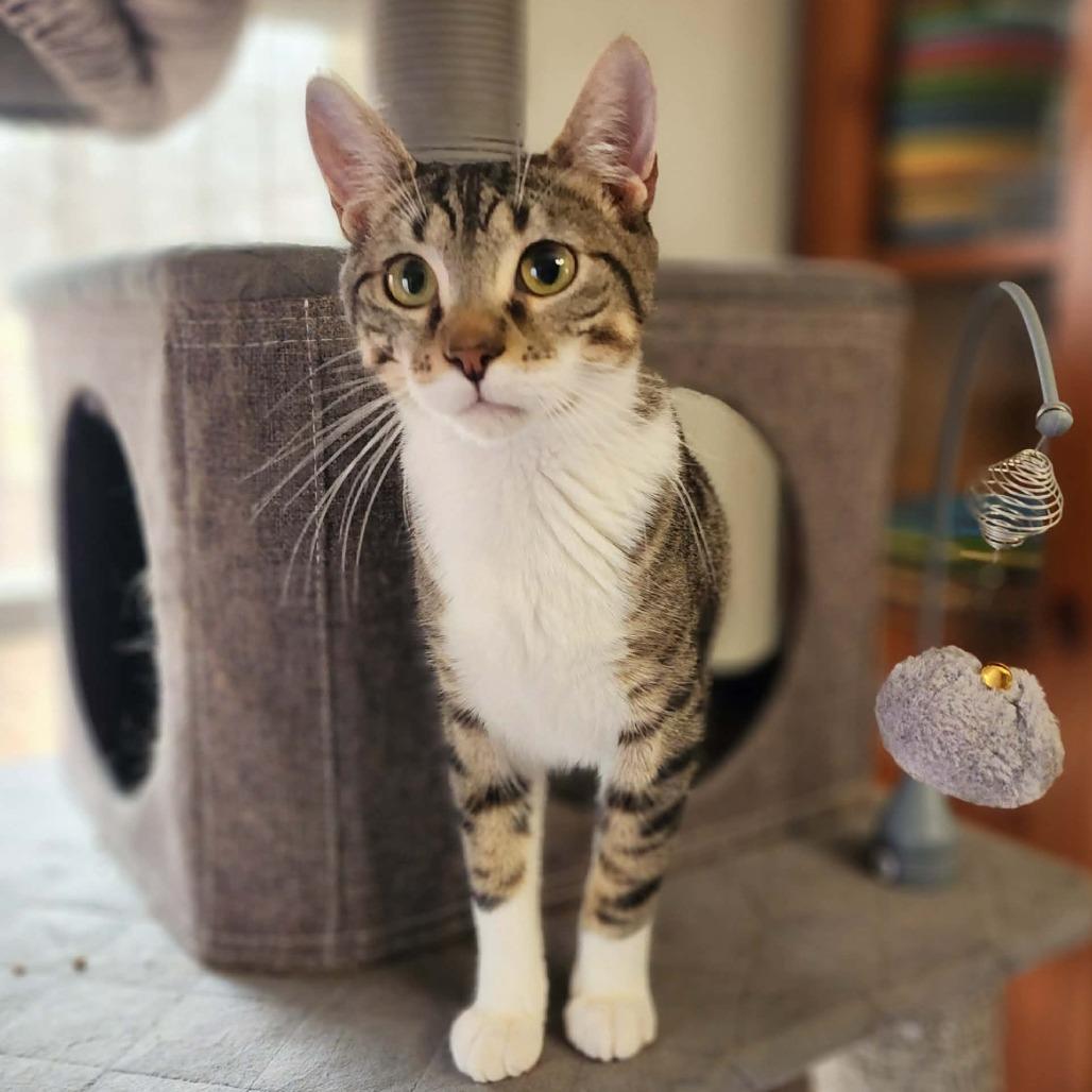 Enlarge Hang Ten, a Adoptable Domestic Short Hair in Fredericksburg, VA image 3/5