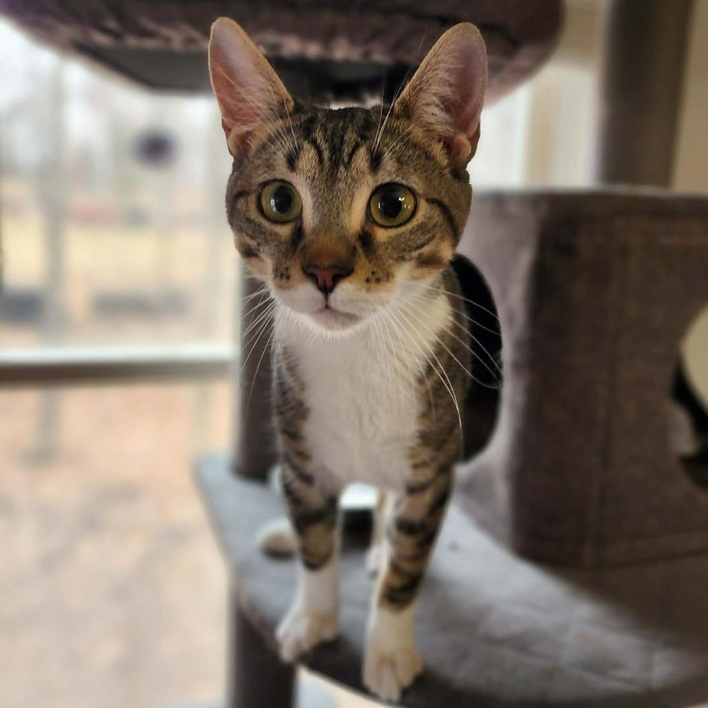 Enlarge Hang Ten, a Adoptable Domestic Short Hair in Fredericksburg, VA image 4/5