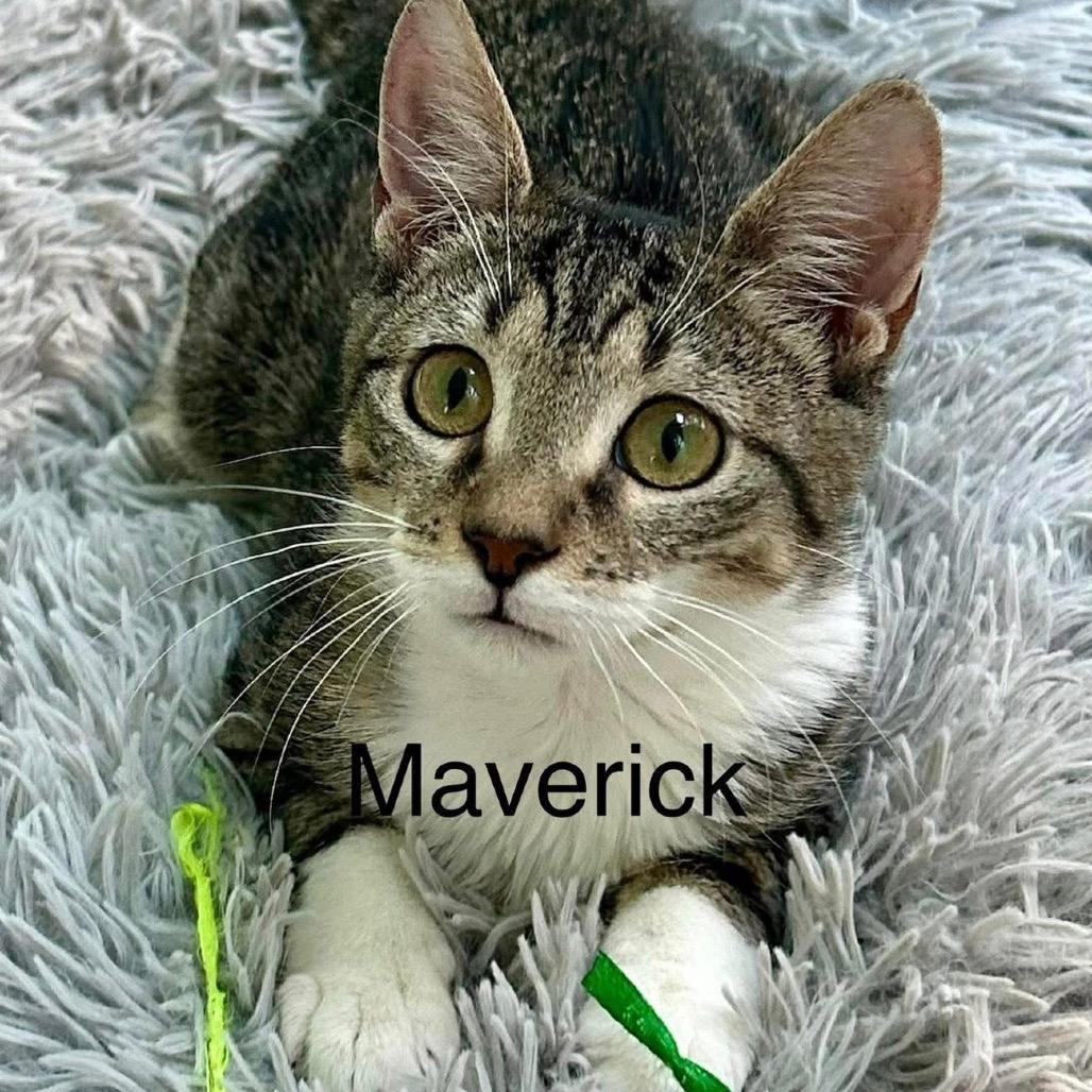 Hang Ten, Adoptable, Kitten Male Domestic Short Hair.