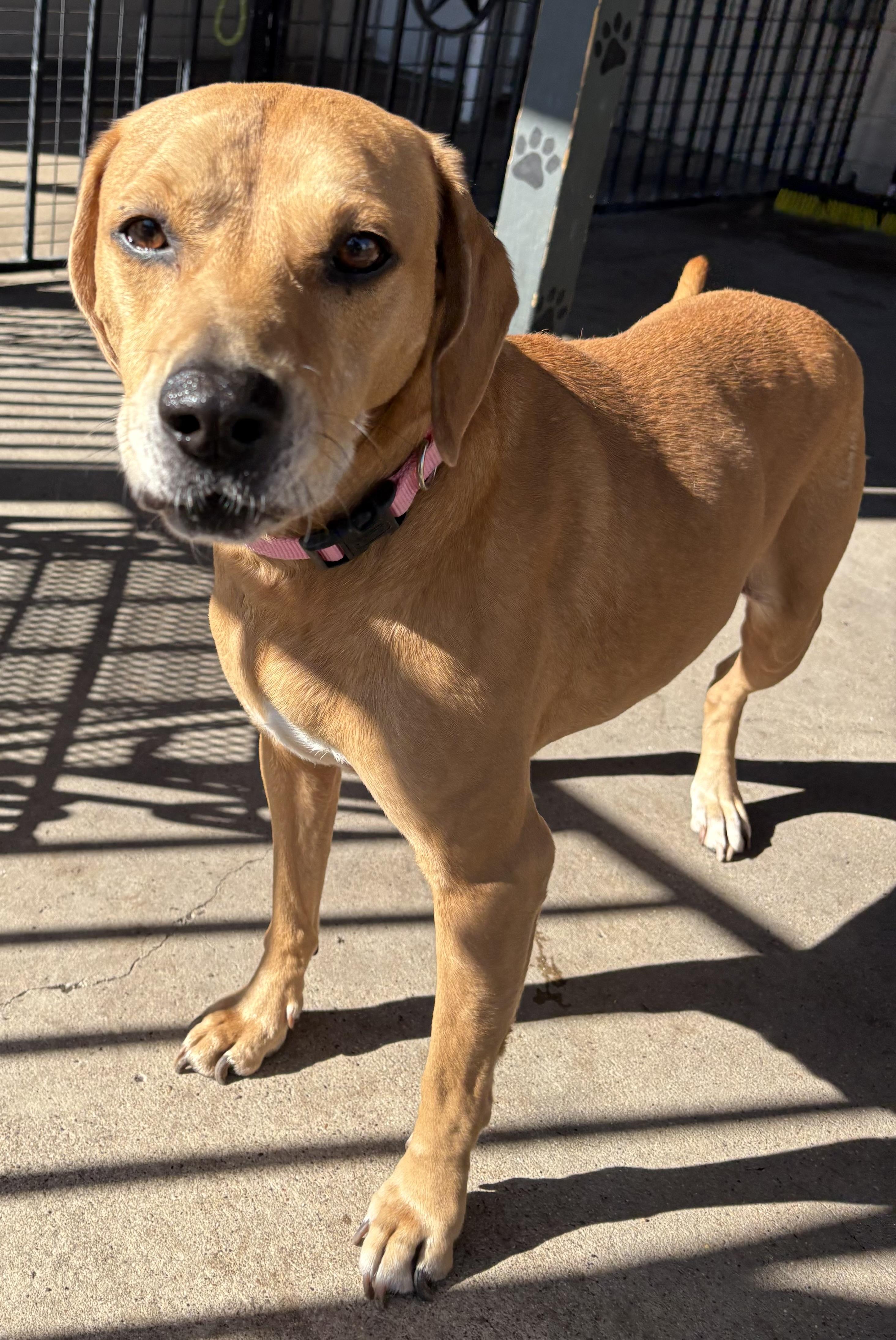 Enlarge Dory, an adopted mixed breed in Plano, TX image 2/6