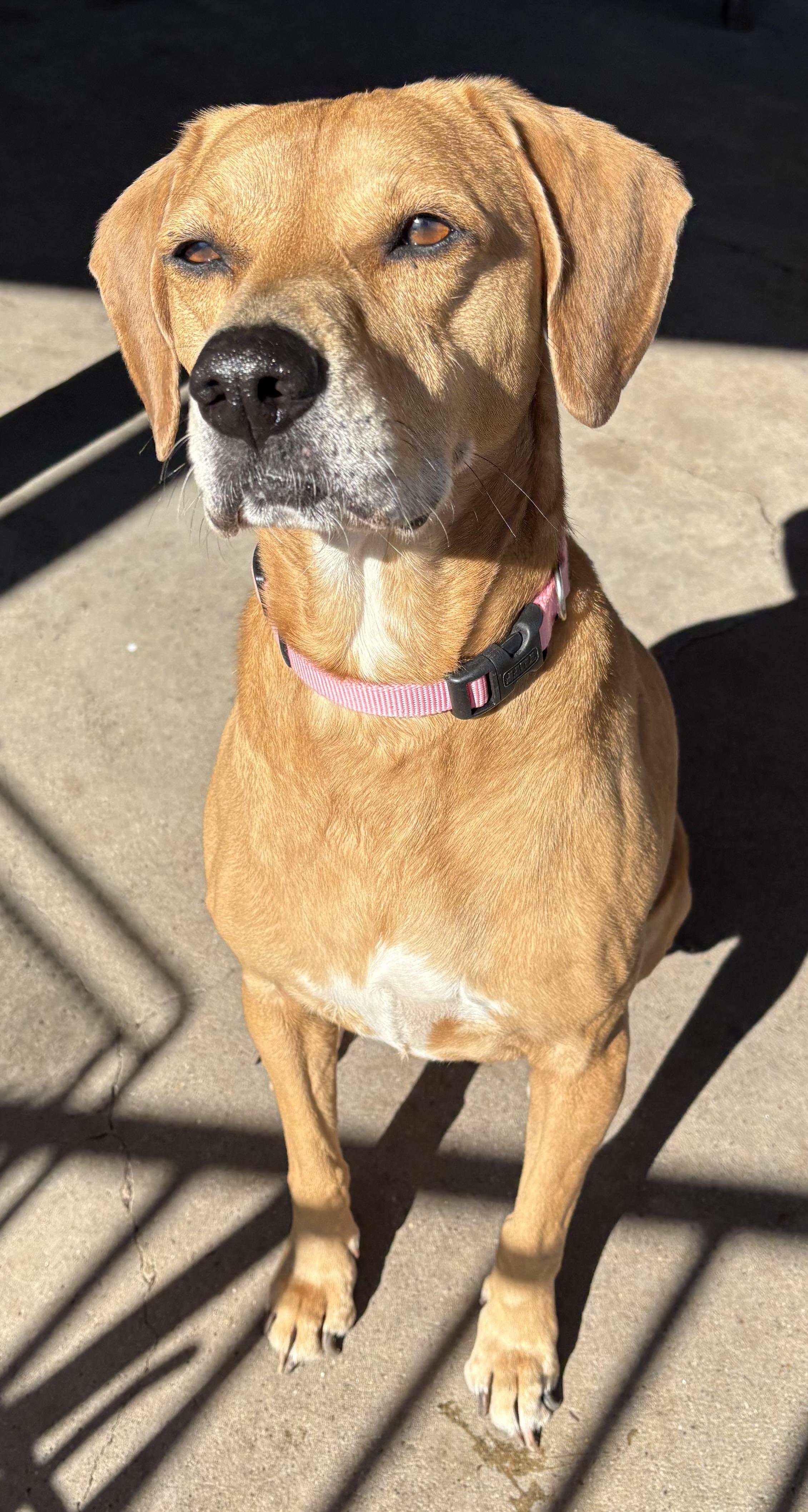 Dory, adopted, Senior Female Hound.