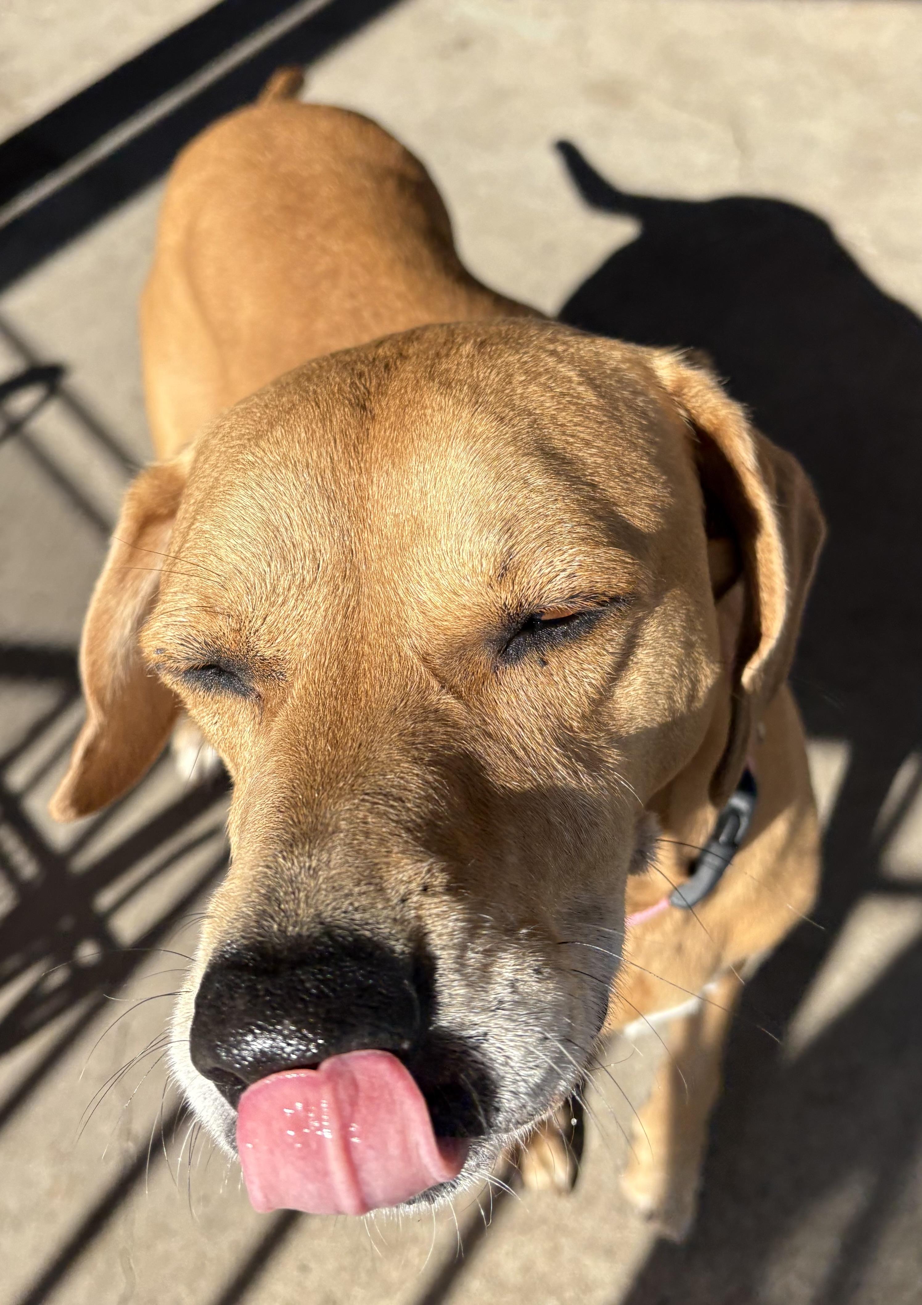 Enlarge Dory, an adopted mixed breed in Plano, TX image 6/6