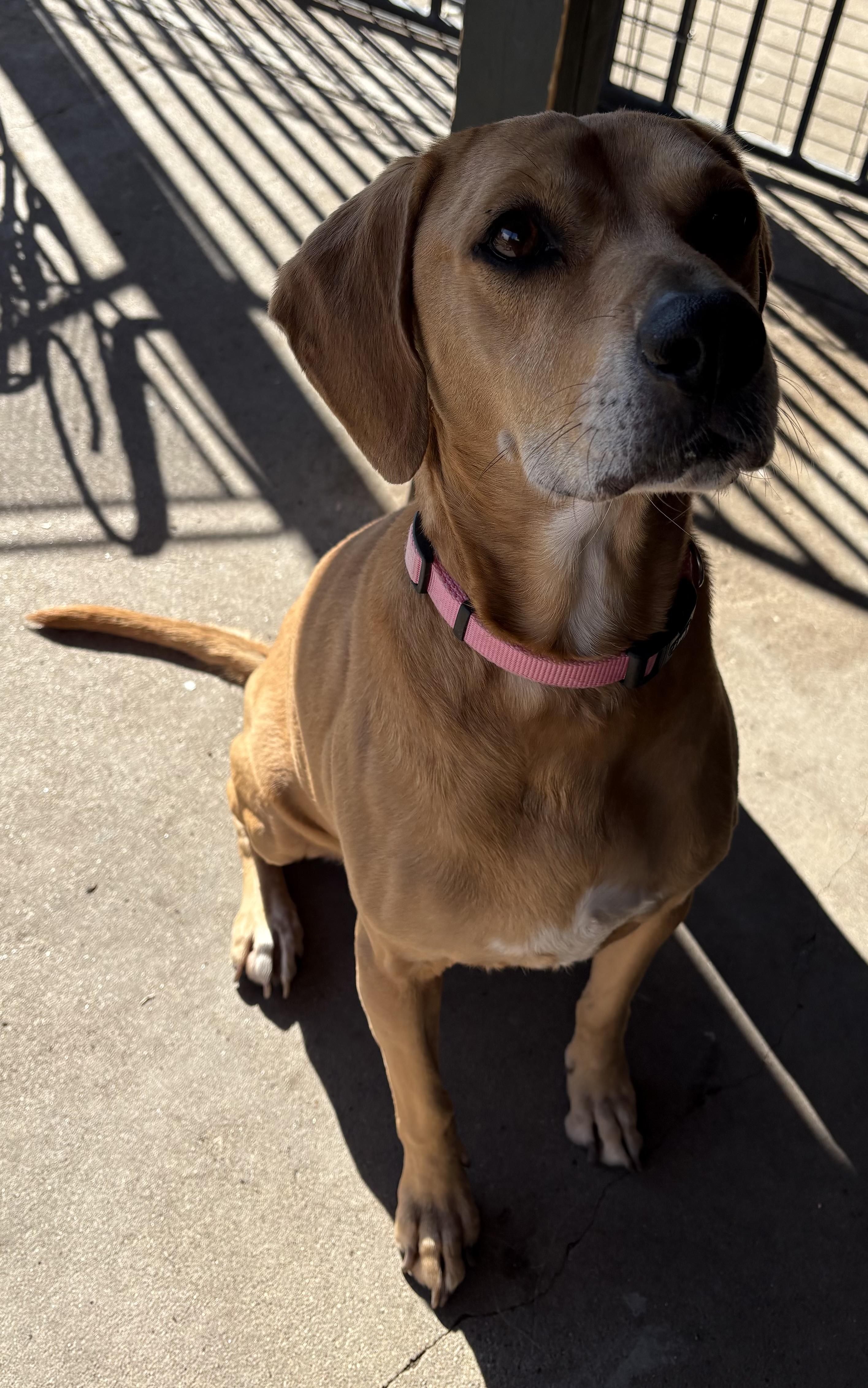 Enlarge Dory, an adopted mixed breed in Plano, TX image 3/6