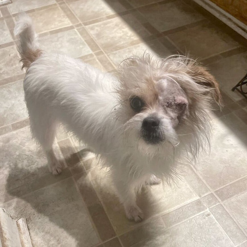 Kiki, a Adoptable mixed breed in Fort Worth, TX image 1/4