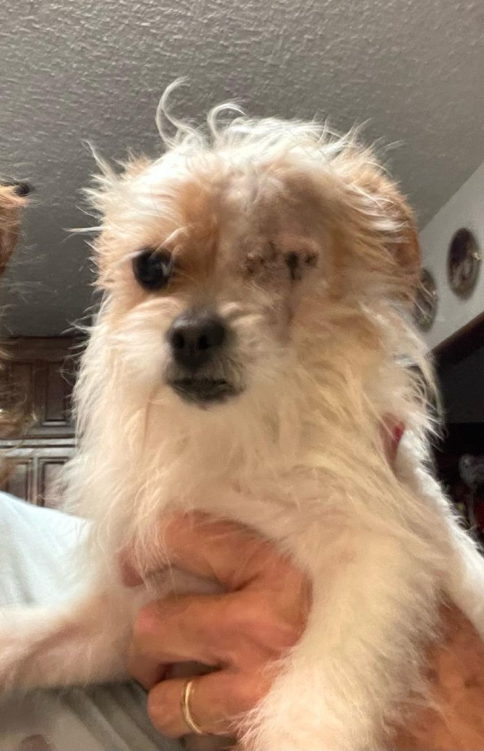 Kiki, a Adoptable mixed breed in Fort Worth, TX image 4/4