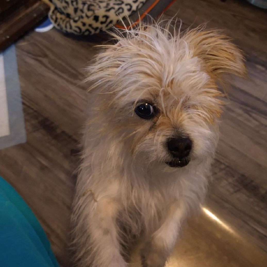 Kiki, a Adoptable mixed breed in Fort Worth, TX image 2/4