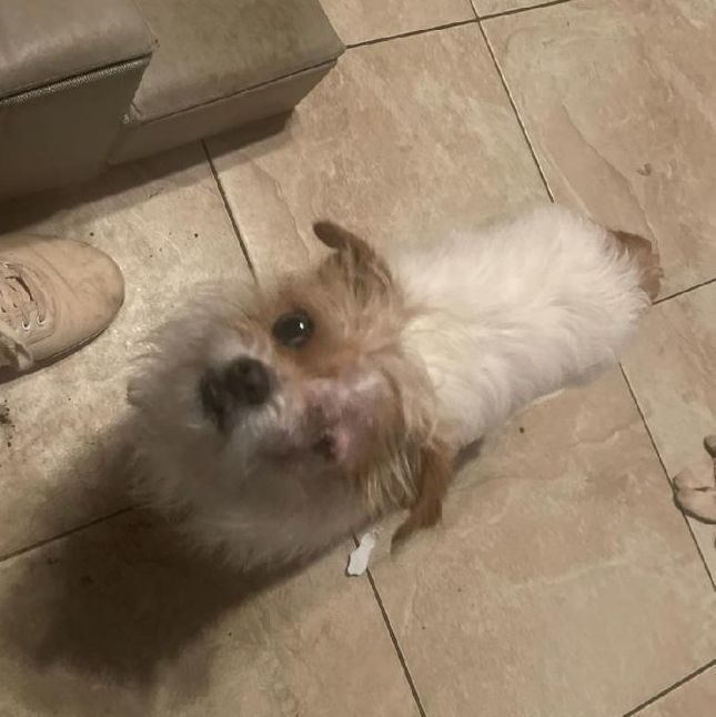 Kiki, an adoptable Maltese, Chihuahua in Fort Worth, TX, 76111 | Photo Image 3