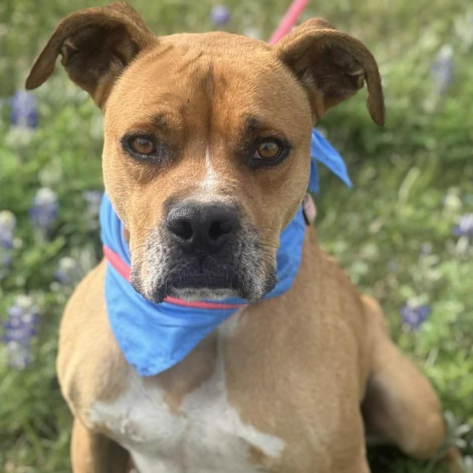 Wilbur, Adoptable, Adult Male Boxer.
