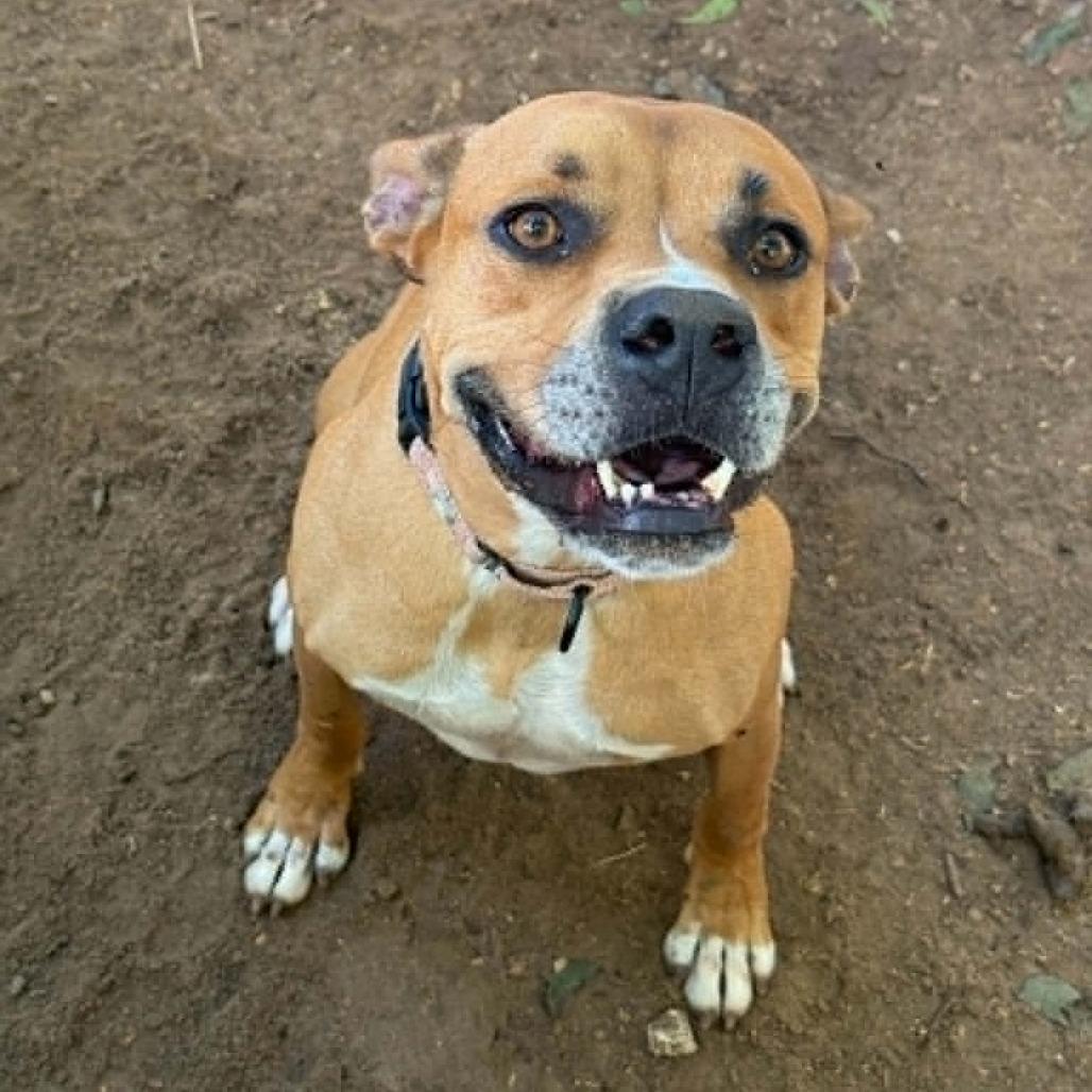 Wilbur, a Adoptable Boxer in Stephenville, TX image 2/4