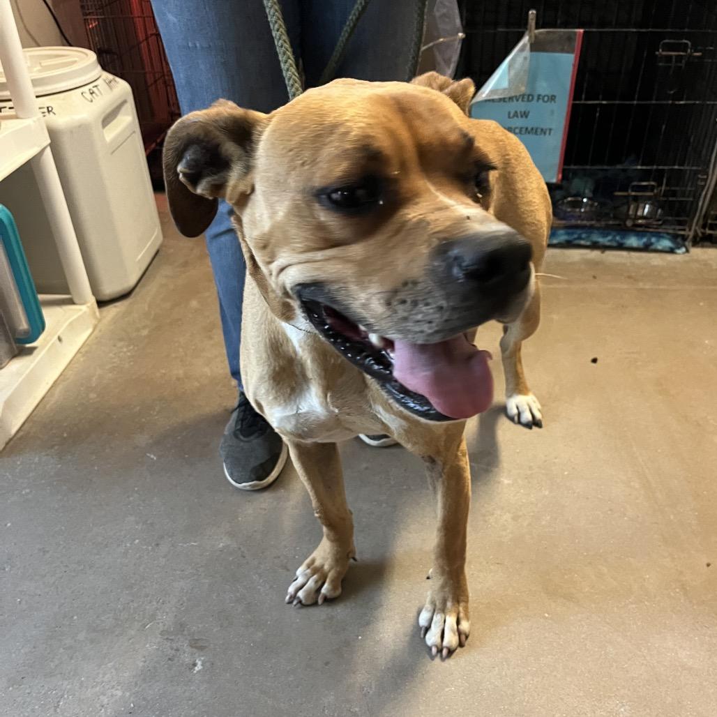 Wilbur, a Adoptable Boxer in Stephenville, TX image 3/4