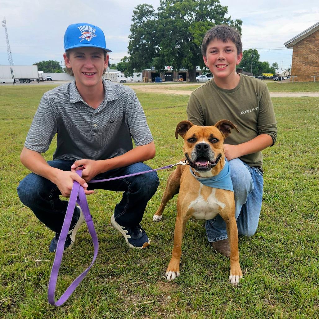 Wilbur, a Adoptable Boxer in Stephenville, TX image 4/4