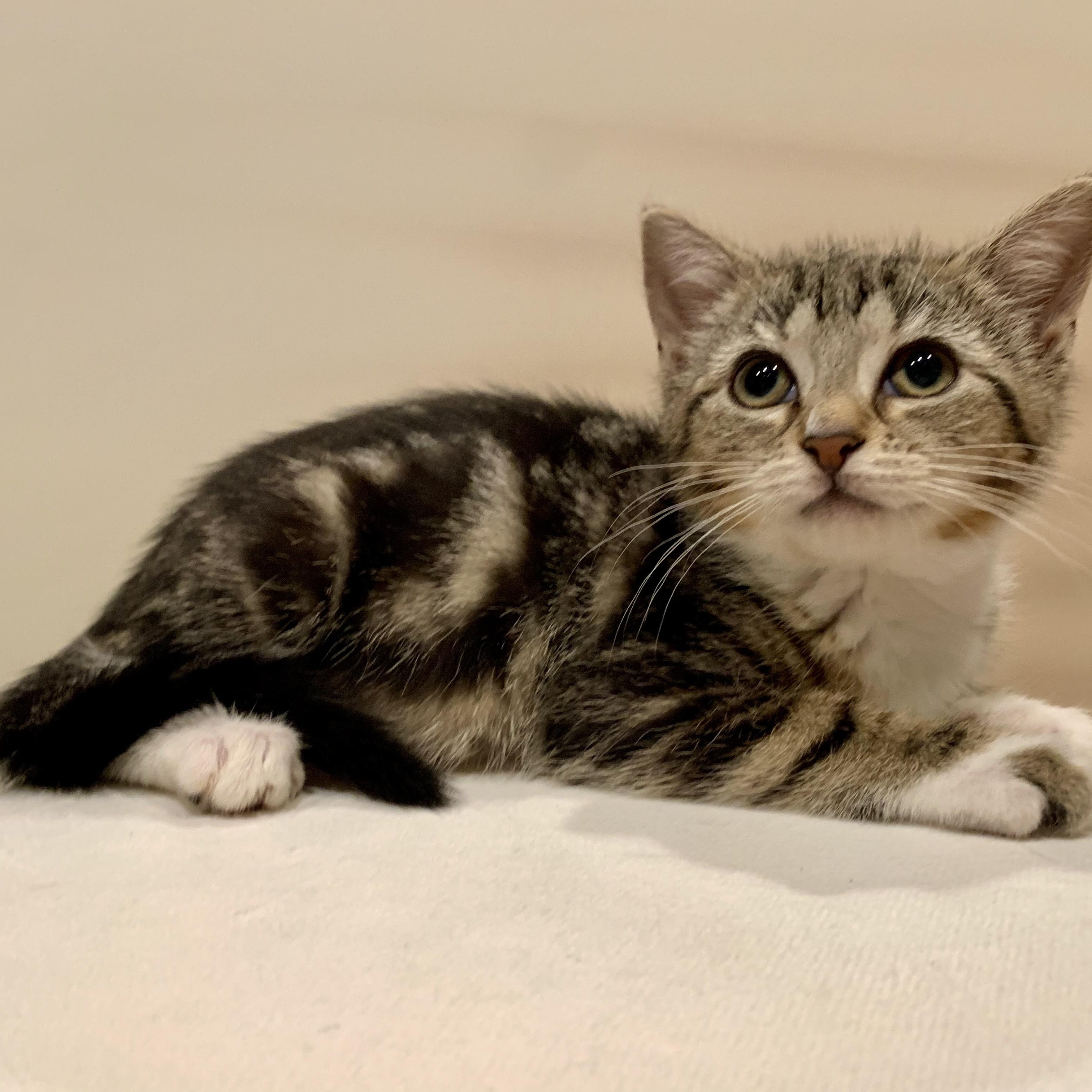 Zippy, a Adoptable mixed breed in Moriches, NY image 2/6