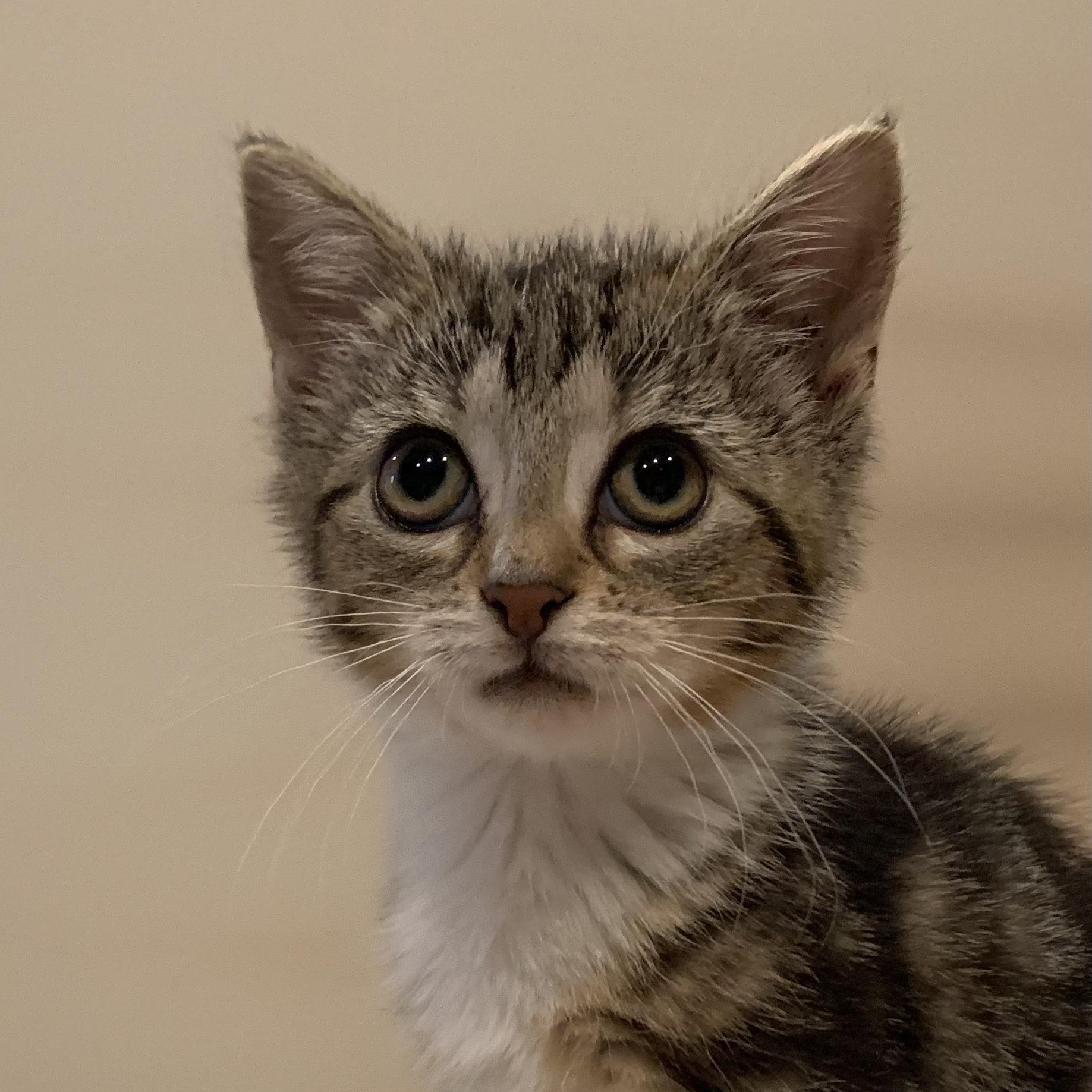 Zippy, a Adoptable mixed breed in Moriches, NY image 3/6