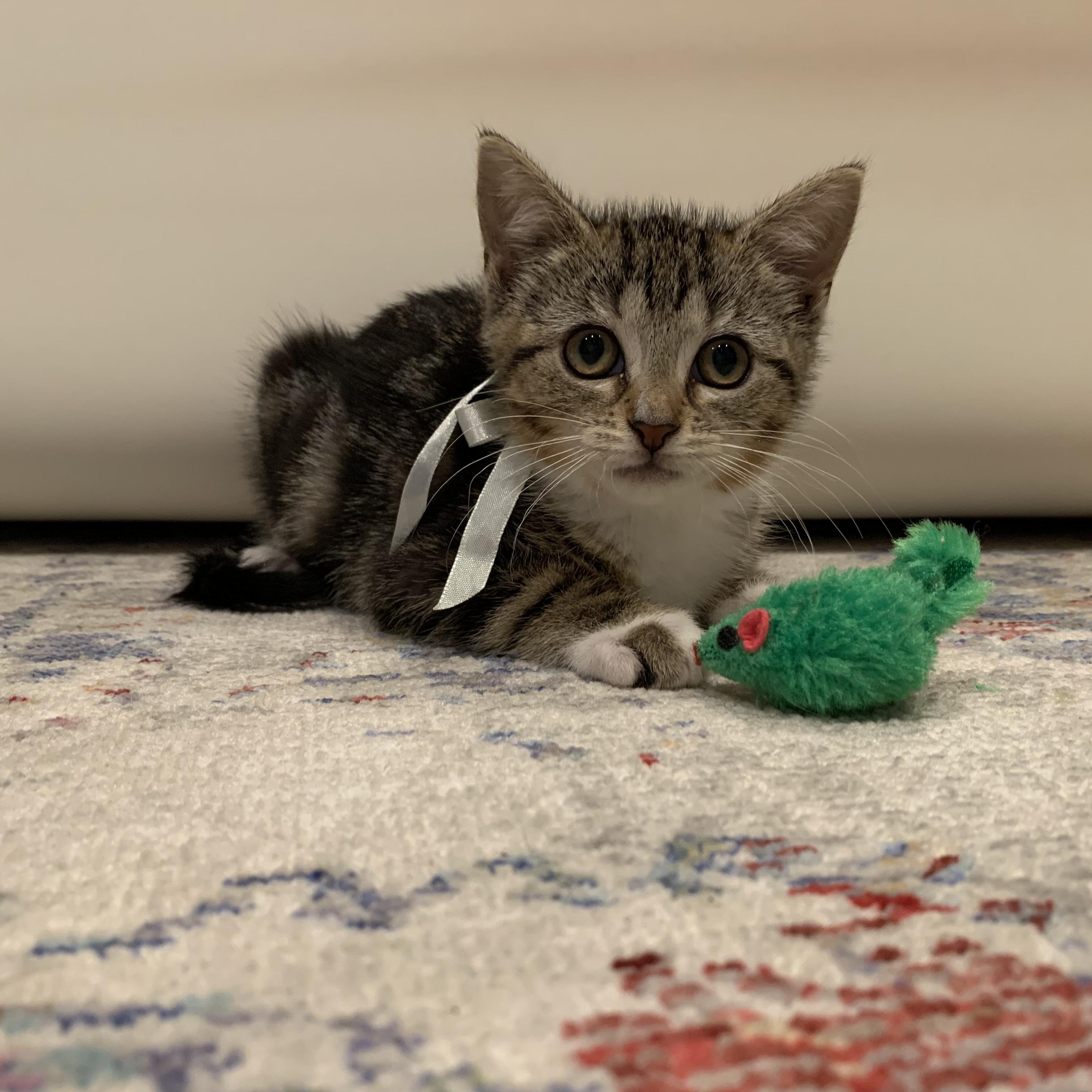 Zippy, a Adoptable mixed breed in Moriches, NY image 6/6