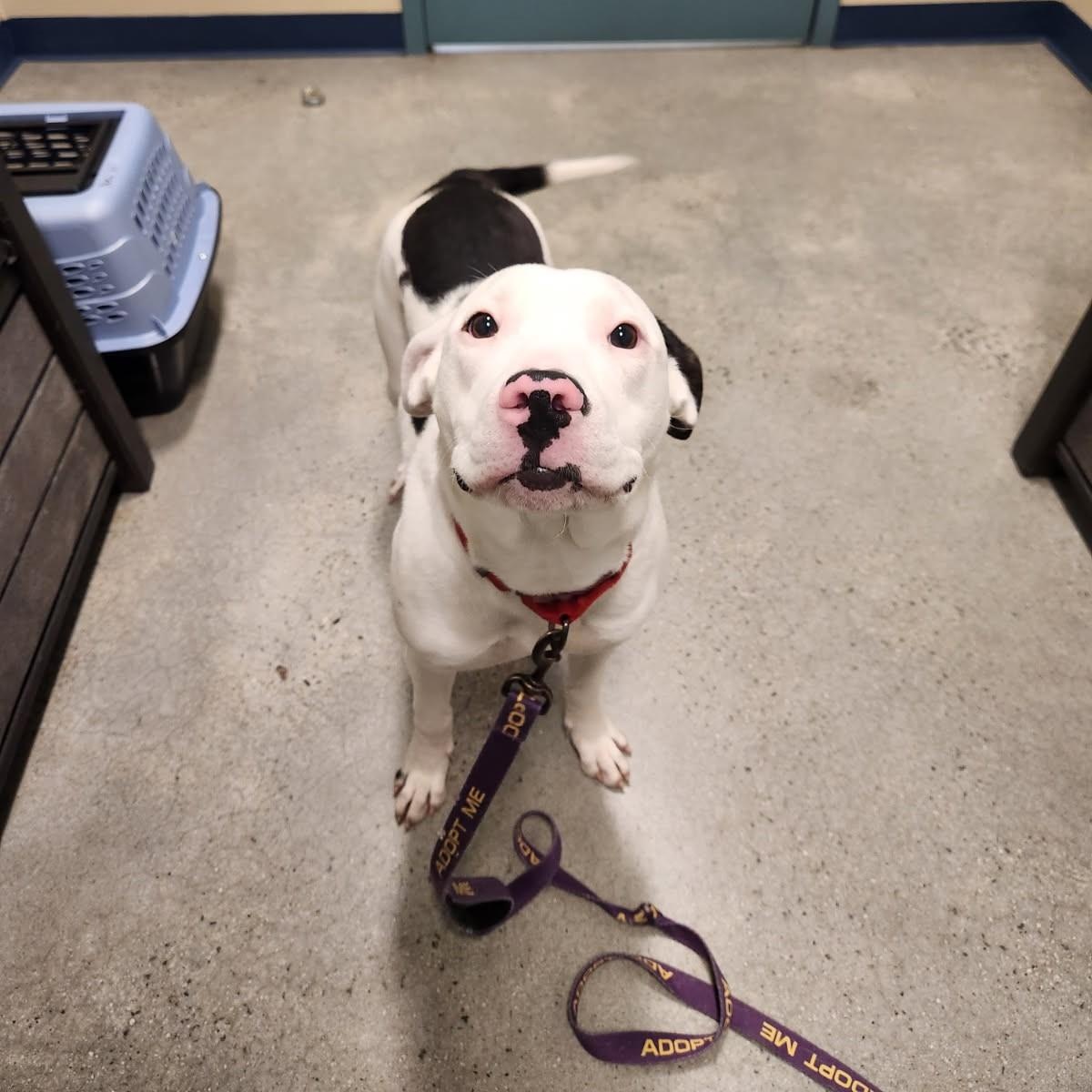 Enlarge Gracie, an adoptable mixed breed in New Rochelle, NY image 5/5