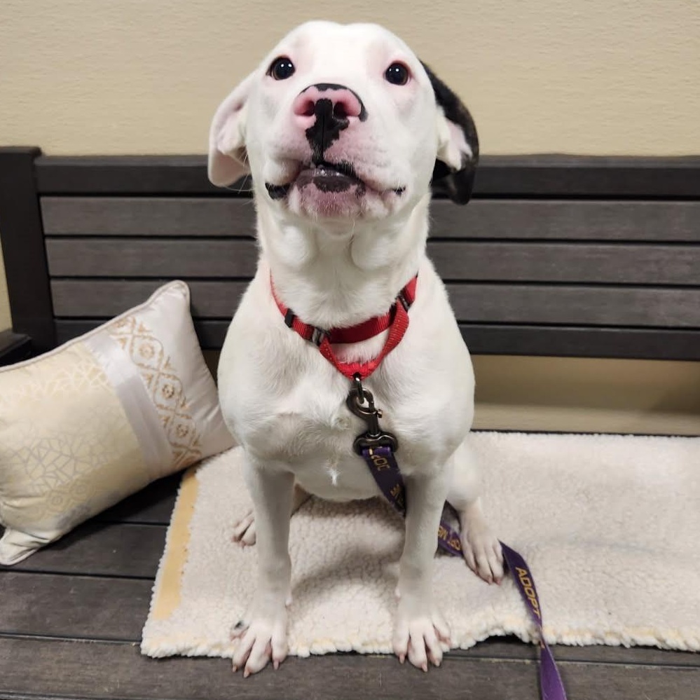 Enlarge Gracie, an adoptable mixed breed in New Rochelle, NY image 4/5