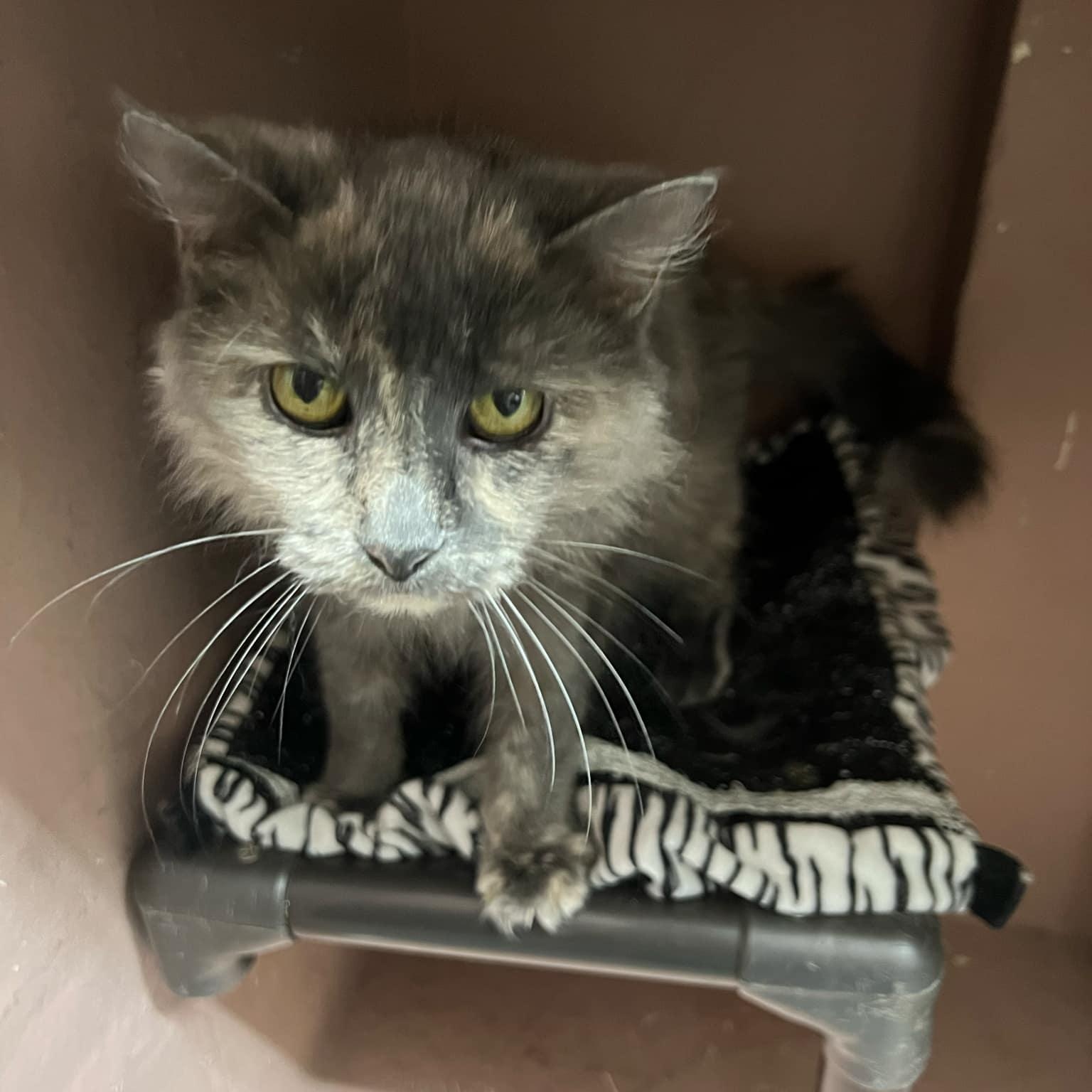 Enlarge Lucy, a ADOPTABLE Domestic Long Hair in Quincy, IL image 2/4