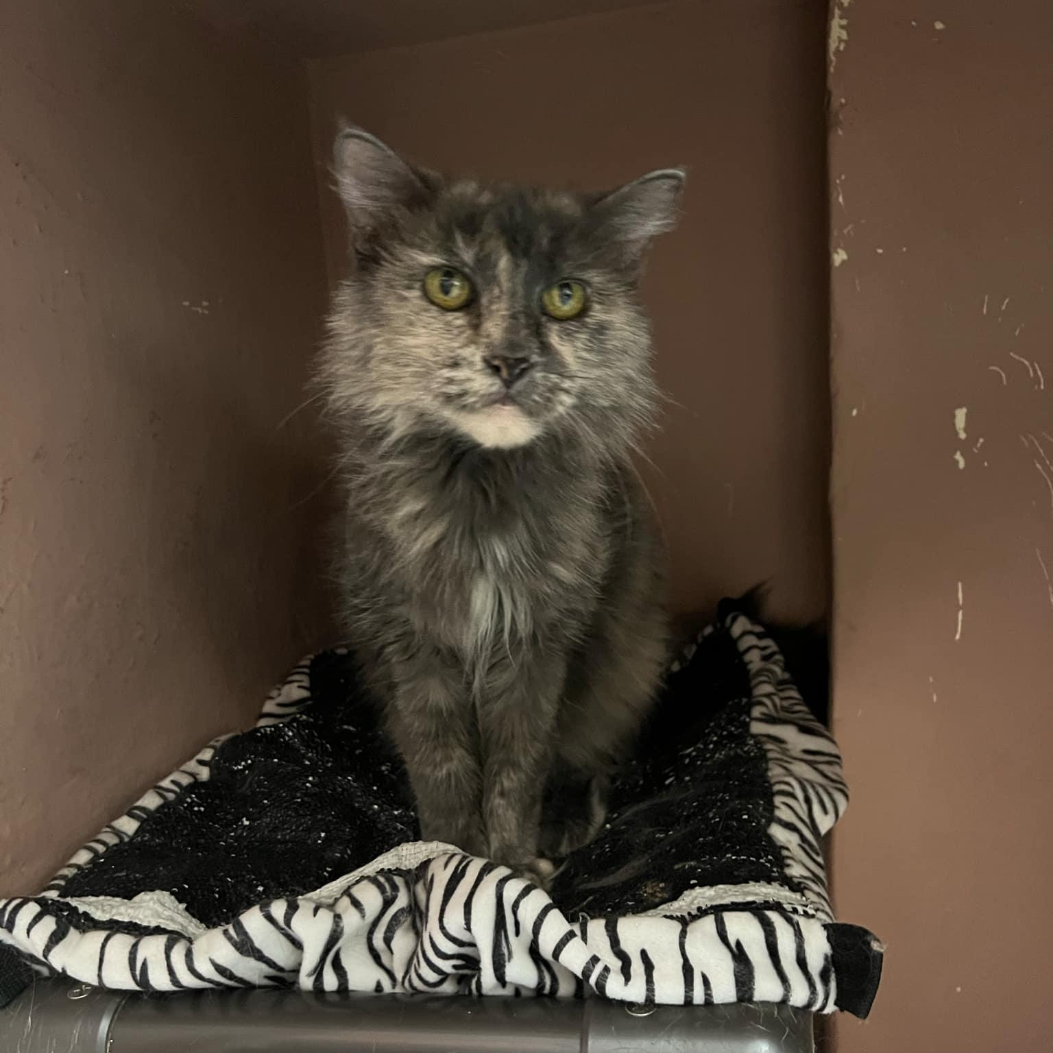Enlarge Lucy, a ADOPTABLE Domestic Long Hair in Quincy, IL image 1/4